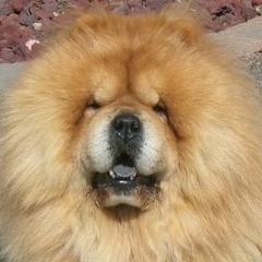 Chow Chow All Grown Up from Twilight Chows