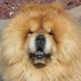 Chow Chow All Grown Up from Twilight Chows