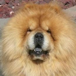 Chow Chow All Grown Up from Twilight Chows