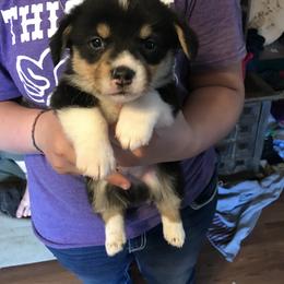 American Corgi and Pembroke Welsh Corgi Puppies from High Hopes Farm