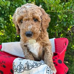 Brown Collar - Bangkok (Bo), (Thailand) - Apricot male Goldendoodle puppy in West Sacramento, California from Pomegranate Doodles