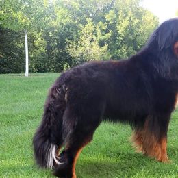 Bernese Mountain Dogs from Acorn Hill Bernese