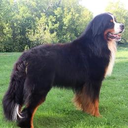 Bernese Mountain Dogs from Acorn Hill Bernese