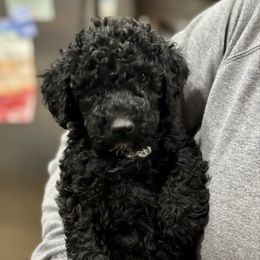 Cinnamon roll - Black female Goldendoodle puppy in Gastonia, North Carolina from Crowders Creek Doodles