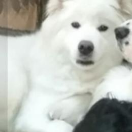English Springer Spaniels and Samoyeds from Whitestone Samoyeds and Spaniels