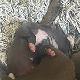 Italian Greyhound Puppies from Fisher Link