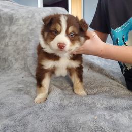 Bear - Tri-color male Border Collie puppy in Chester, Vermont from Countryside Border Collies