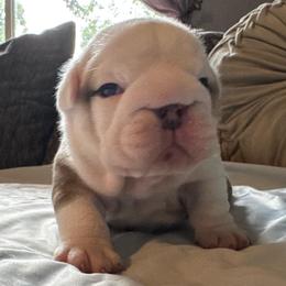 Woody - Red and white male Bulldog puppy in Fayettville Ar, Arkansas from Ozark Bulldogs