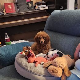 Coton de Tulear and Poodle Puppies from Legacy Pets