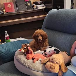Coton de Tulear and Poodle Puppies from Legacy Pets