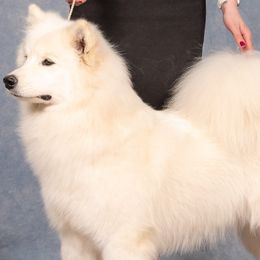Samoyeds from Leah Kubek
