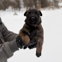 Belgian Malinois and German Shepherd Puppies from Abenteurer German Shepherds & Belgian Malinois