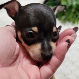 Chihuahua Puppies from Sweet Chis