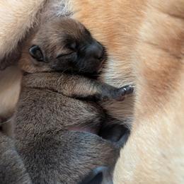 Clark - Red male Shiba Inu puppy in Jasper, New York from Cornerpost Shiba Inus