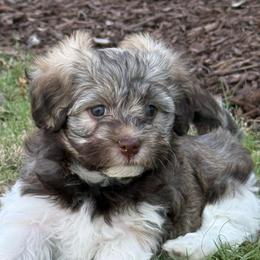 Girl 2 - Silver sable female Havanese puppy in Douglas, Georgia from Huffer Hounds and Havanese