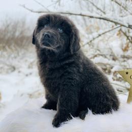 Newfoundland Puppies from Dyer Lake Newfoundland’s