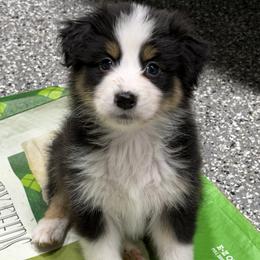 BTM - Black tri-color male Australian Shepherd puppy in Manchester, Iowa from Lone Willow Aussies