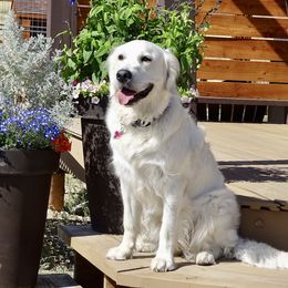 Brook - Golden Retriever