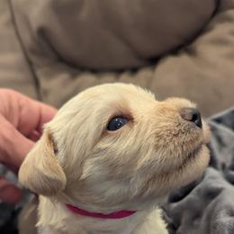 Baby girl - Wheaten female Miniature Schnauzer puppy in Eupora, Mississippi from Mississippi Mini Schnauzers