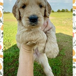 Joshua - Cream male Goldendoodle puppy in Caddo Mills, Texas from Fire Wife Doodles