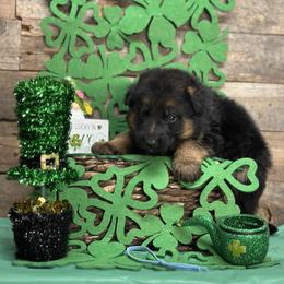 Light Blue - Ying - Black and red male German Shepherd puppy in Iola, Wisconsin from Aus Hütehunde German Shepherds