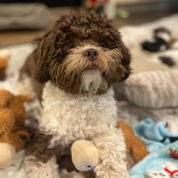 Mochi - Shichon