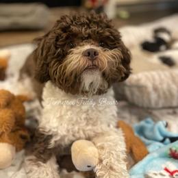 Mochi - Shichon