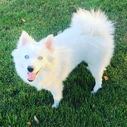 Ghost - Pomsky