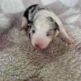 Vogue - Blue merle female Australian Shepherd puppy in Mcmillan, Michigan from Hall-N-Auss Australian shepherds