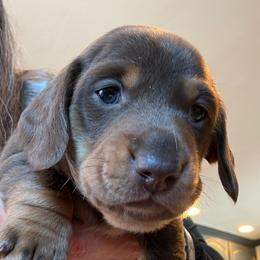 Bentley- chocolate and cream dachshund - Chocolate and cream male Dachshund puppy in El Cajon, California from Lisa Buxton