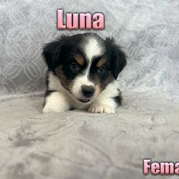 Miniature American Shepherd and Miniature Australian Shepherd Puppies from Regal Miniature American Shepherds | Regal Miniature Australian Shepherds