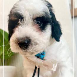 XYLO - Black and white male Bernedoodle puppy in Houston, Texas from Pia’s Doodle Poodle Wag