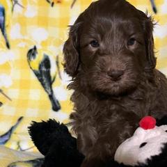 Trip - Parchment Australian Cobberdog puppy in Sarasota, Florida from Labe's Australian Cobberdogs