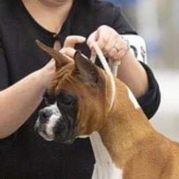 Norah - Boxer