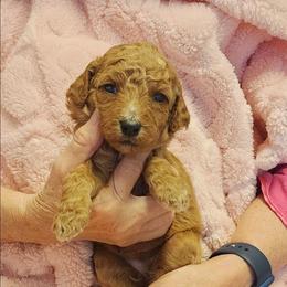 Purple - Apricot female Goldendoodle puppy in Cumming, Georgia from Chattahoochee Kennels