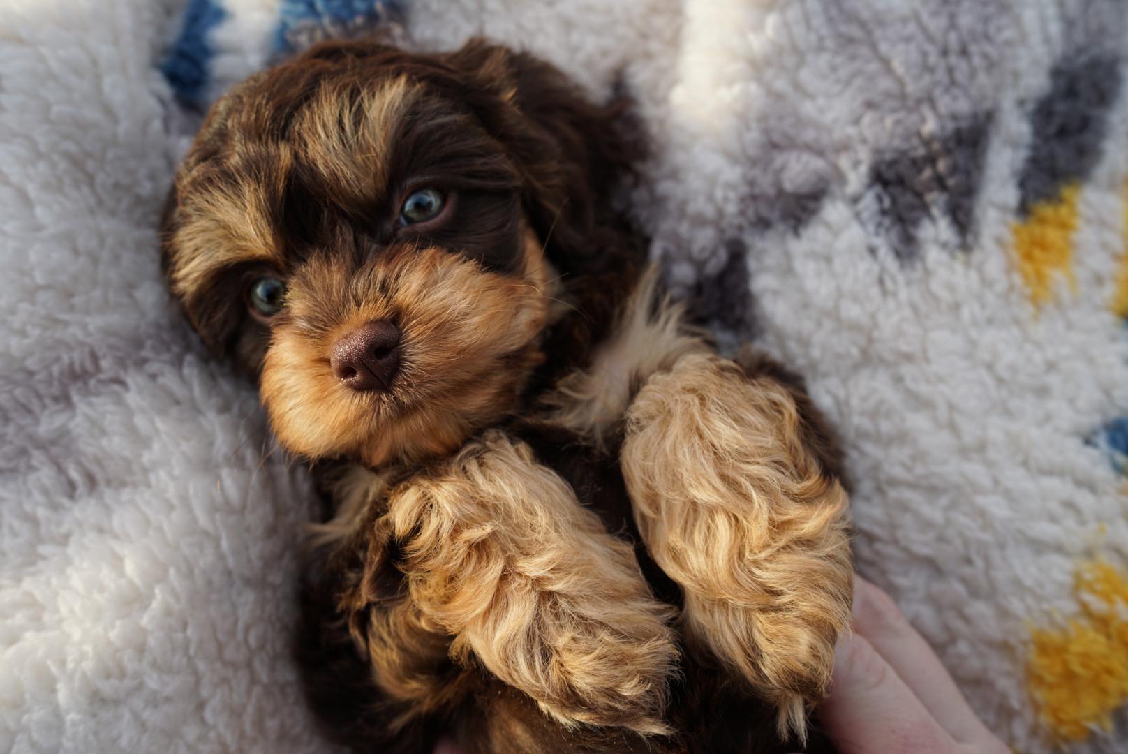 WW Cavapoos in California | Cavapoo puppies | Good Dog
