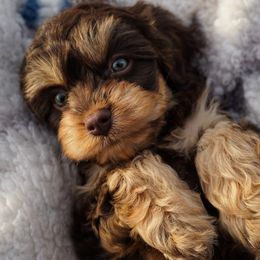 Cavapoos from WW Cavapoos