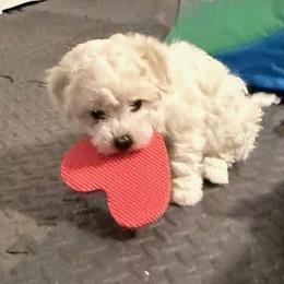 Coco - White female Bichon Frise puppy in Glen Allen, Virginia from Amori's Royal Bichons