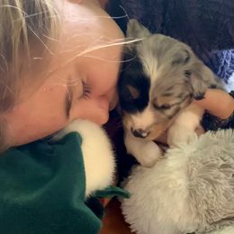Miniature Australian Shepherd and Toy Australian Shepherd Puppies from Pawesome Lil Aussies