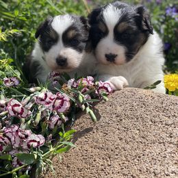Australian Shepherd Puppies from Sublime Australian Shepherds