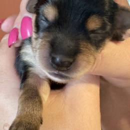 Yorkshire Terrier Puppies from Happy Tails