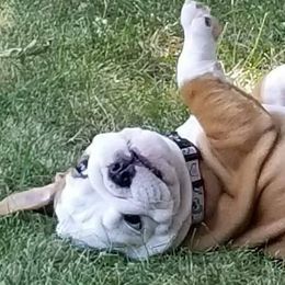 Bulldogs and French Bulldogs from Monica's Pups