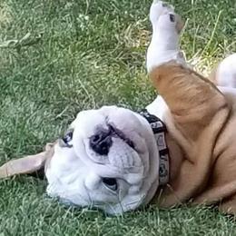Bulldogs and French Bulldogs from Monica's Pups