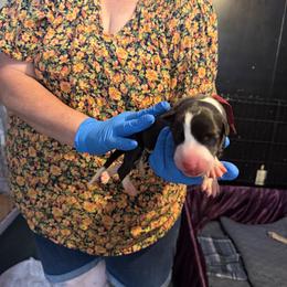 Maroon Collar - Black and white female Greyhound puppy in Mesa, Arizona from ARK Greyhound Kennel LLC