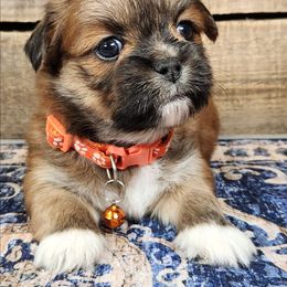 Michelangelo - Red male Lhasa Apso puppy in Jefferson, New York from Absolute Lhasa Love