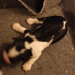 Girl one - Tri-color female Cavalier King Charles Spaniel puppy in East Providence, Rhode Island from Marta's Cavaliers