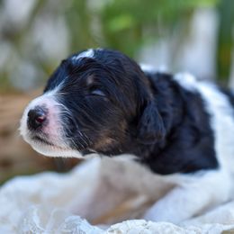 Boy 2 - male Bordoodle puppy in Tillamook, Oregon from Oregon Bordoodles
