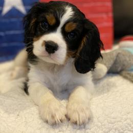 Cavalier King Charles Spaniel Puppies from Avion's Cavaliers