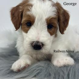 George-Petite - Parti male Goldendoodle puppy in Milford, Indiana from Railway Acres Kennel