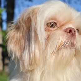 CJ - Shih Tzu